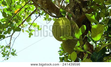 Jackfruit Tree And Young Jackfruits. Tree Branch Full Of Jack Fruits. Philippines, Palawan, Busuanga