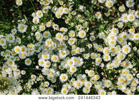 Blooming White Flowers Of Matricaria Chamomilla, Wild Chamomile In The Meadow Of Woods At Evening Li