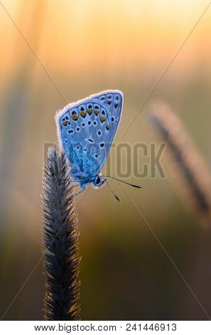 Butterfly Azure Sits On A Dry Grass Amid The Setting Sun