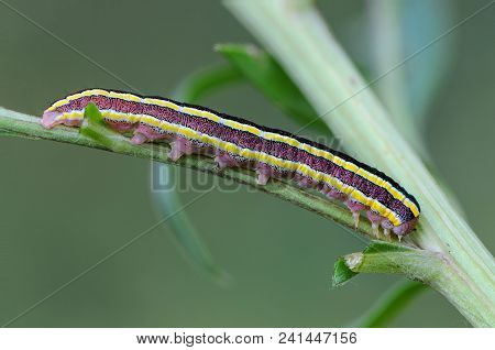 Worm With Yellow Stripes On The Sides Sits On A Sheet