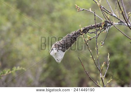 Eastern Tent Caterpillars Mostly Outside Of Silky Nest. Caterpillar (malacosoma Americanum) Is A Spe