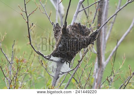 Eastern Tent Caterpillars Mostly Outside Of Silky Nest. Caterpillar (malacosoma Americanum) Is A Spe