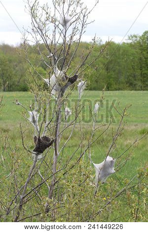 Eastern Tent Caterpillars Mostly Outside Of Silky Nest. Caterpillar (malacosoma Americanum) Is A Spe