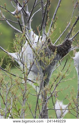 Eastern Tent Caterpillars Mostly Outside Of Silky Nest. Caterpillar (malacosoma Americanum) Is A Spe