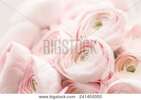 Persian Buttercup. Bunch Pale Pink Ranunculus Flowers Light Background. Wallpaper