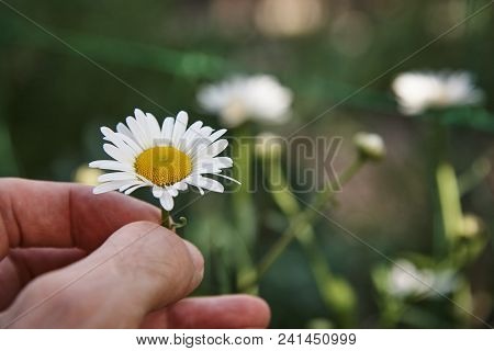A сhamomile Flower In The Hand Of A Young Man.