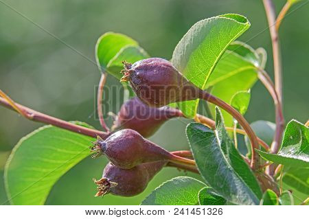 Branch Of Pear Growing In The Orchard. On The Branch You Can See Young Leaves And Very Young, Recent