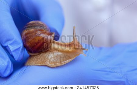 Cosmetological Procedure. Snail Ahaatin On The Hand Of A Beautician Close-up.