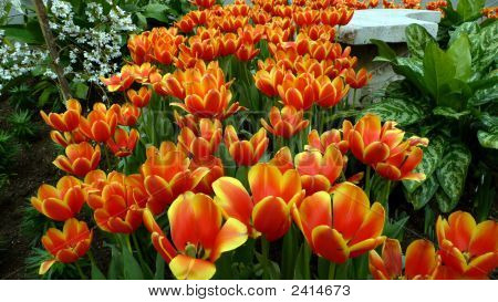 Vurige tulpen