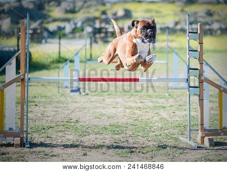 Agility Competition With A Company Animal Just Above The Bar Making A Jump