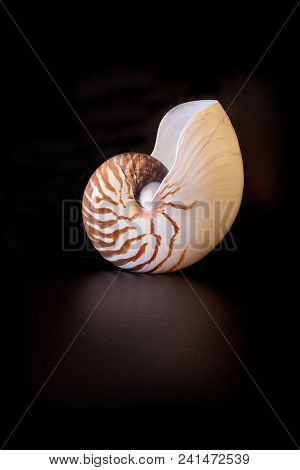 Chambered Nautilus Seashell Nautilus Pompilius Pompilius