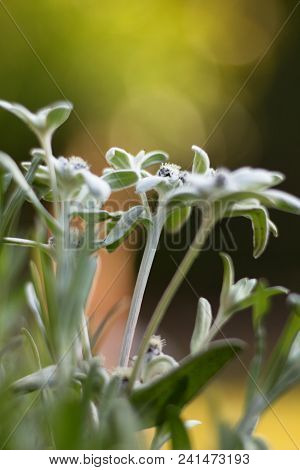Salvia Officinalis Linna Is A Healing Plant Of The Mummy Family, Spices Used In The Kitchen And Food
