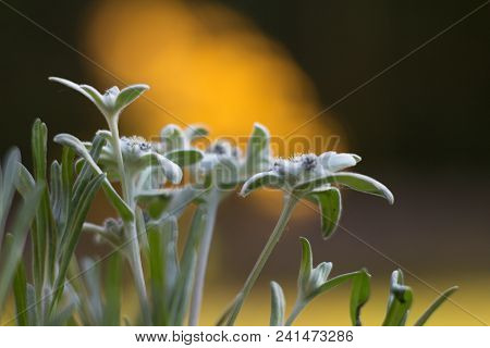 Salvia Officinalis Linna Is A Healing Plant Of The Mummy Family, Spices Used In The Kitchen And Food