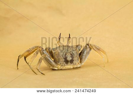 Ghost Crab Brown Background Ocypode Ceratophthalmus From Phuket Thailand