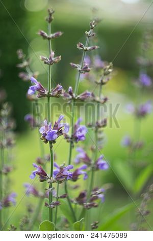Salvia Officinalis Linna Is A Healing Plant Of The Mummy Family, Spices Used In The Kitchen And Food