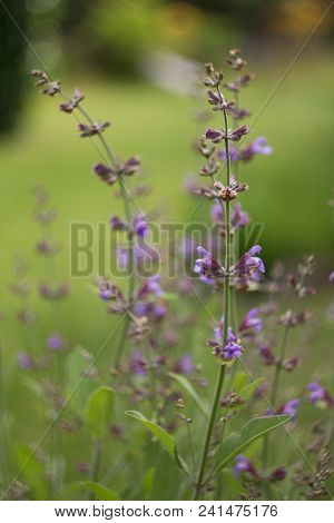 Salvia Officinalis Linna Is A Healing Plant Of The Mummy Family, Spices Used In The Kitchen And Food