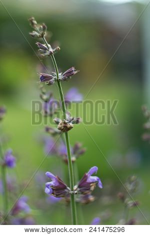 Salvia Officinalis Linna Is A Healing Plant Of The Mummy Family, Spices Used In The Kitchen And Food