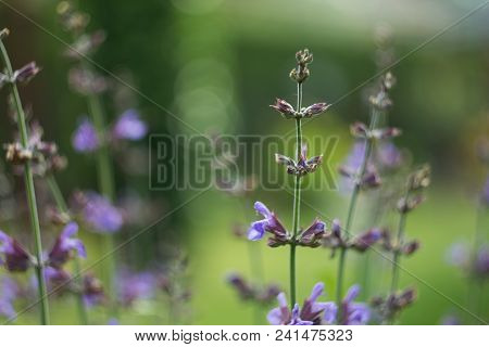 Salvia Officinalis Linna Is A Healing Plant Of The Mummy Family, Spices Used In The Kitchen And Food