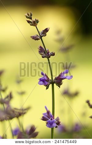 Salvia Officinalis Linna Is A Healing Plant Of The Mummy Family, Spices Used In The Kitchen And Food