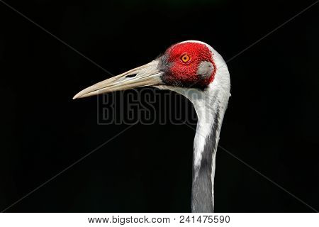 Portrait of a white-naped crane (Antigone vipio) against a black background