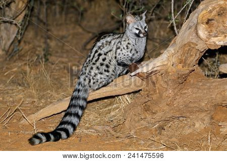 Large-spotted genet (Genetta tigrina) in natural habitat, South Africa 
