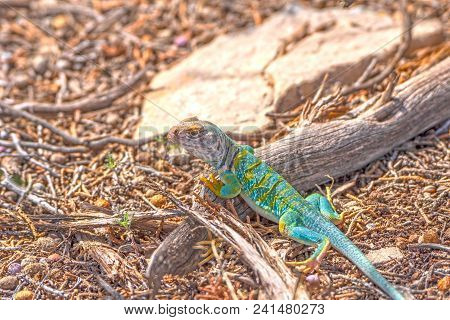 Colorful Lizard In The Desert In Colorado National Mounument In Colorado