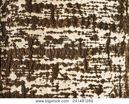 Tree Bark With White Spots As Abckground