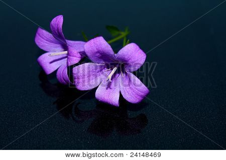 ดอกไม้สีม่วง