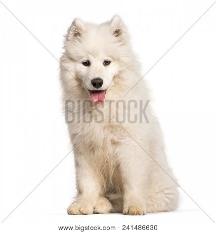 Samoyed puppy sitting against white background