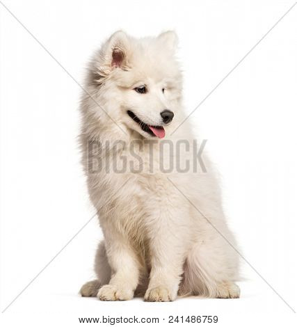Samoyed dog sitting and looking away against white background