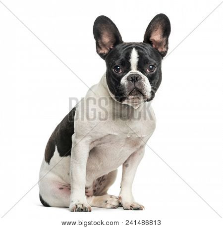 French bulldog looking at camera against white background