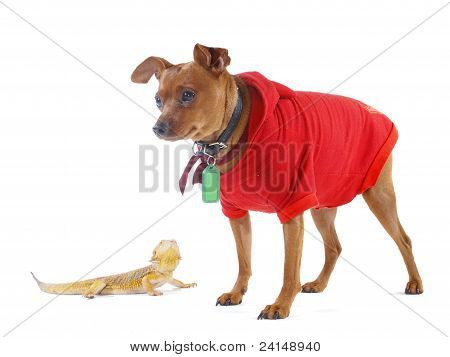 Skæggede Dragon firben og lille Pinscher hund