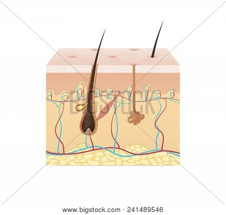 Structure Of The Skin Illustration Vector On White Background. Beauty Concept.