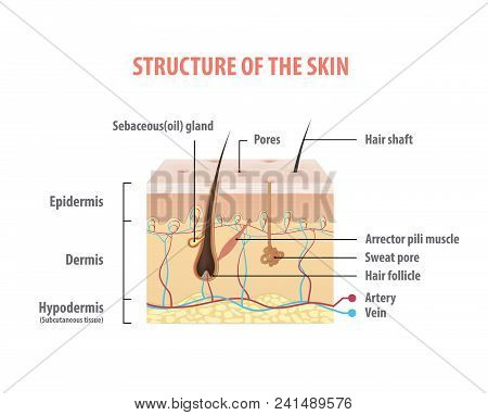 Structure Of The Skin Illustration Vector On White Background. Beauty Concept.