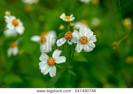Close Up Blooming White Plains Blackfoot Daisy In Green Natural Field Background