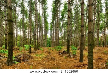 Rows Of Trees In The Woods With Gray Sky Background