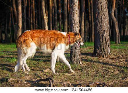 Russian Wolfhound Dog, Borzoi In The Forest. One Of The Fastest Hunting Dogs In The World.