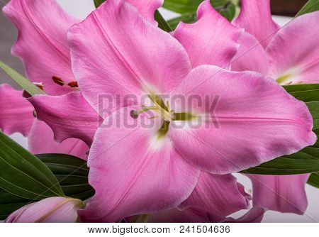 Close-up Of Pink Liles Flowers.  Common Names For Species In This Genus Include Fairy Lily Rainflowe