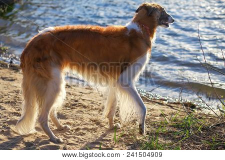 Russian Wolfhound Dog, Borzoi Near The Coast. One Of The Fastest Hunting Dogs In The World. Springti