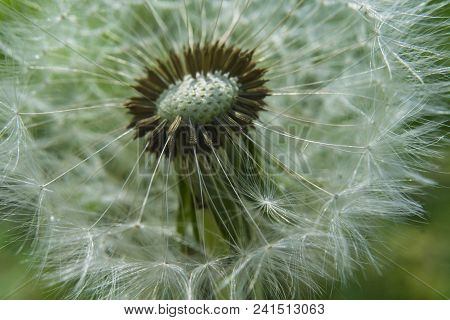Close Up Dandelion Flower In Blue Bright Turquoise. Horizontal View.