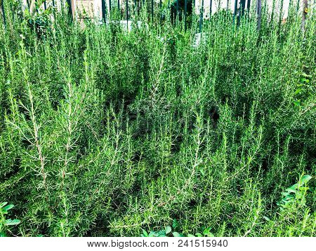 Growing Green Bushes  In The City Park On  Rishon Le Cion, Israel.  Close Up Shot