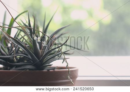 Succulent Havortia Stretched Resembles A Striped, But The White Convex Strip Of Foliage Is Replaced 