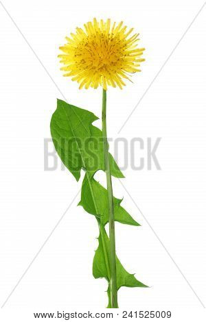Dandelion Flower Or Taraxacum Officinale With Leaves Isolated On White Background.