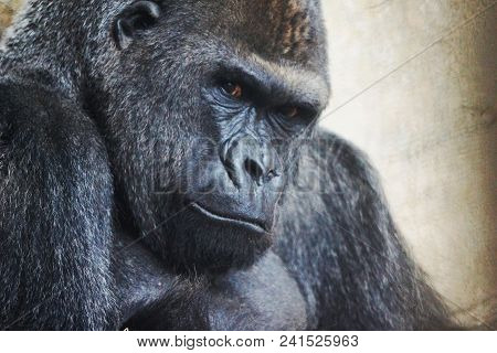 Big Black Gorilla Sitting And Looking At Me In The Summer Afternoon Photo