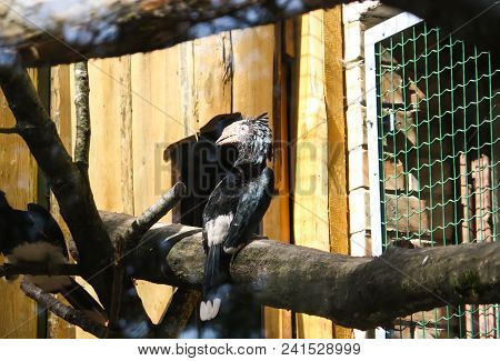 Trumpeter Hornbill, Bycanistes Bucinator Birds In Zoological Garden.