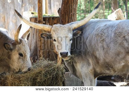 Hungarian Steppe Cattle Eating Dry Hay In Feeder. Rare European Breed Of Cattle With Horns.