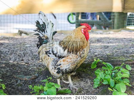 Colorful Rooster Or Cock In The Farm Yard Outdoors.