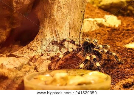 Tarantula (brachypelma Smithy) Spider In Zoological Garden