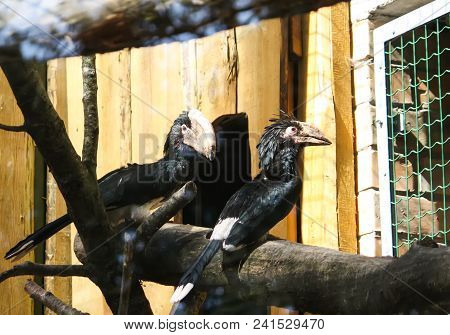 Trumpeter Hornbill, Bycanistes Bucinator Birds Outdoors On Tree Branch