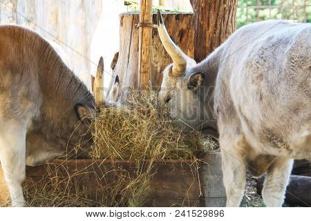 Hungarian Steppe Cattle Eating Dry Hay In Feeder. Rare European Breed Of Cattle With Horns.